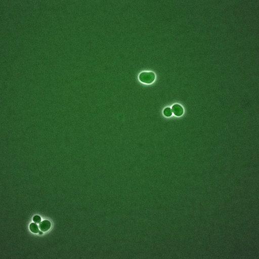  NCBI Organism:Saccharomyces cerevisiae; Biological process:, establishment of protein localization;