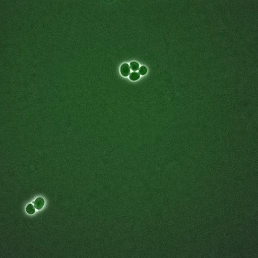  NCBI Organism:Saccharomyces cerevisiae; Biological process:, establishment of protein localization;