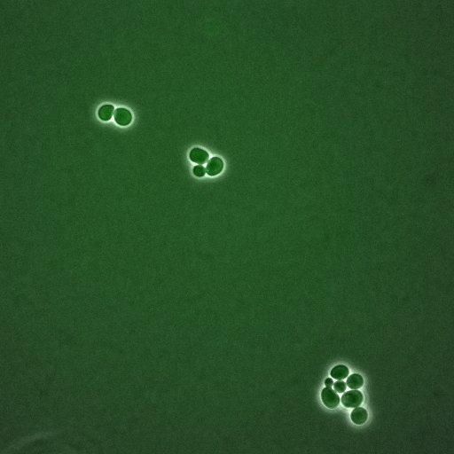  NCBI Organism:Saccharomyces cerevisiae; Biological process:, establishment of protein localization;