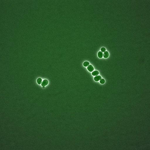  NCBI Organism:Saccharomyces cerevisiae; Biological process:, establishment of protein localization;