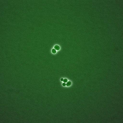  NCBI Organism:Saccharomyces cerevisiae; Biological process:, establishment of protein localization;