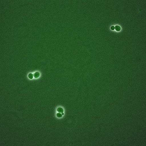  NCBI Organism:Saccharomyces cerevisiae; Biological process:, establishment of protein localization;