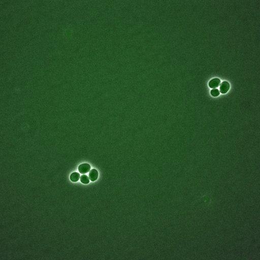  NCBI Organism:Saccharomyces cerevisiae; Biological process:, establishment of protein localization;