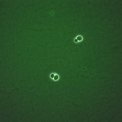  NCBI Organism:Saccharomyces cerevisiae; Biological process:, establishment of protein localization;