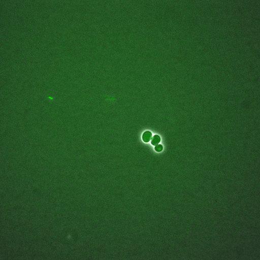  NCBI Organism:Saccharomyces cerevisiae; Biological process:, establishment of protein localization;