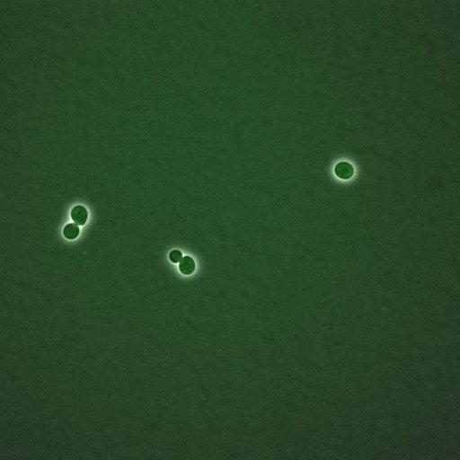  NCBI Organism:Saccharomyces cerevisiae; Biological process:, establishment of protein localization;