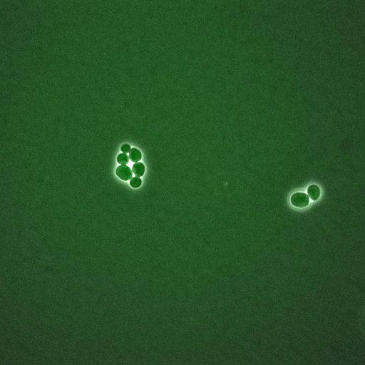  NCBI Organism:Saccharomyces cerevisiae; Biological process:, establishment of protein localization;