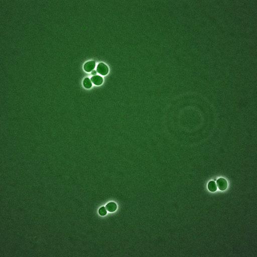  NCBI Organism:Saccharomyces cerevisiae; Biological process:, establishment of protein localization;