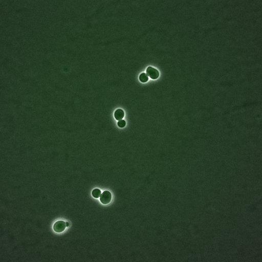  NCBI Organism:Saccharomyces cerevisiae; Biological process:G1/S transition of mitotic cell cycle, negative regulation of macroautophagy, regulation of cyclin-dependent protein kinase activity;