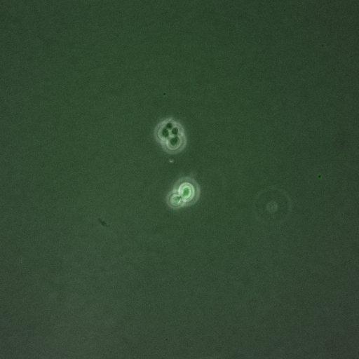  NCBI Organism:Saccharomyces cerevisiae; Biological process:G1/S transition of mitotic cell cycle, negative regulation of macroautophagy, regulation of cyclin-dependent protein kinase activity;