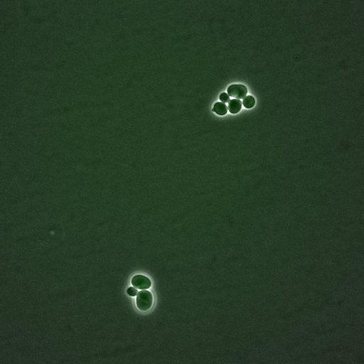  NCBI Organism:Saccharomyces cerevisiae; Biological process:G1/S transition of mitotic cell cycle, negative regulation of macroautophagy, regulation of cyclin-dependent protein kinase activity;