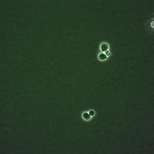  NCBI Organism:Saccharomyces cerevisiae; Biological process:G1/S transition of mitotic cell cycle, negative regulation of macroautophagy, regulation of cyclin-dependent protein kinase activity;