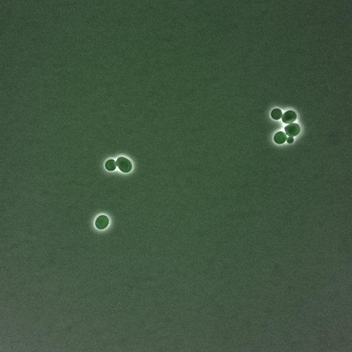  NCBI Organism:Saccharomyces cerevisiae; Biological process:G1/S transition of mitotic cell cycle, negative regulation of macroautophagy, regulation of cyclin-dependent protein kinase activity;
