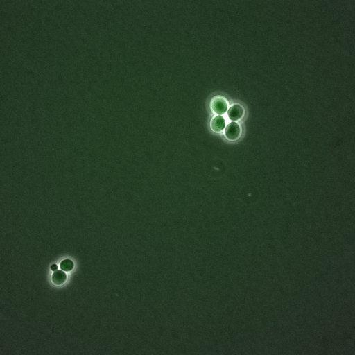  NCBI Organism:Saccharomyces cerevisiae; Biological process:G1/S transition of mitotic cell cycle, negative regulation of macroautophagy, regulation of cyclin-dependent protein kinase activity;