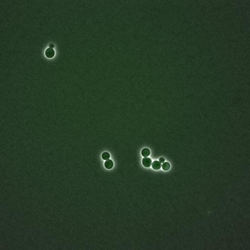  NCBI Organism:Saccharomyces cerevisiae; Biological process:G1/S transition of mitotic cell cycle, negative regulation of macroautophagy, regulation of cyclin-dependent protein kinase activity;