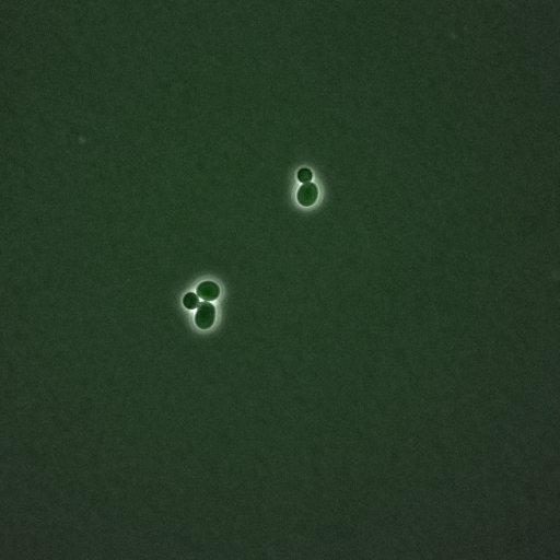  NCBI Organism:Saccharomyces cerevisiae; Biological process:G1/S transition of mitotic cell cycle, negative regulation of macroautophagy, regulation of cyclin-dependent protein kinase activity;