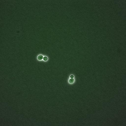  NCBI Organism:Saccharomyces cerevisiae; Biological process:G1/S transition of mitotic cell cycle, negative regulation of macroautophagy, regulation of cyclin-dependent protein kinase activity;