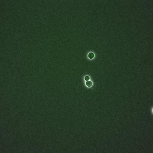  NCBI Organism:Saccharomyces cerevisiae; Biological process:G1/S transition of mitotic cell cycle, negative regulation of macroautophagy, regulation of cyclin-dependent protein kinase activity;