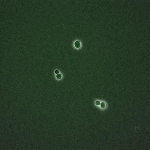  NCBI Organism:Saccharomyces cerevisiae; Biological process:G1/S transition of mitotic cell cycle, negative regulation of macroautophagy, regulation of cyclin-dependent protein kinase activity;