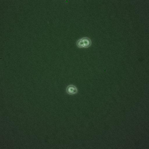  NCBI Organism:Saccharomyces cerevisiae; Biological process:G1/S transition of mitotic cell cycle, negative regulation of macroautophagy, regulation of cyclin-dependent protein kinase activity;