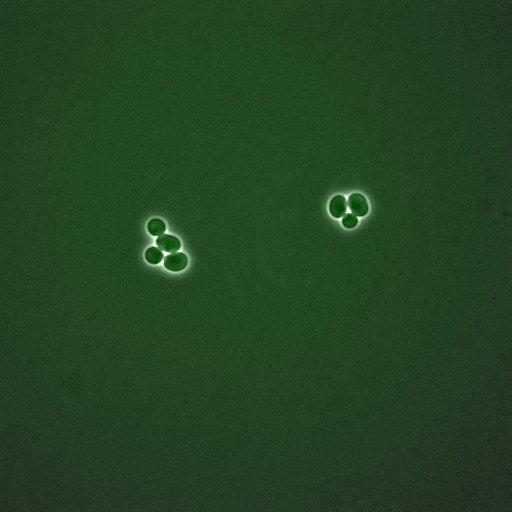  NCBI Organism:Saccharomyces cerevisiae; Cell Components:, spindle pole body, spindle, cellular bud neck; Biological process:G2/M transition of mitotic cell cycle, positive regulation of spindle pole body separation, regulation of cyclin-dependent protein kinase activity;