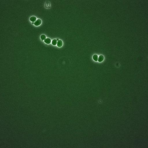  NCBI Organism:Saccharomyces cerevisiae; Cell Components:, spindle pole body, spindle, cellular bud neck; Biological process:G2/M transition of mitotic cell cycle, positive regulation of spindle pole body separation, regulation of cyclin-dependent protein kinase activity;