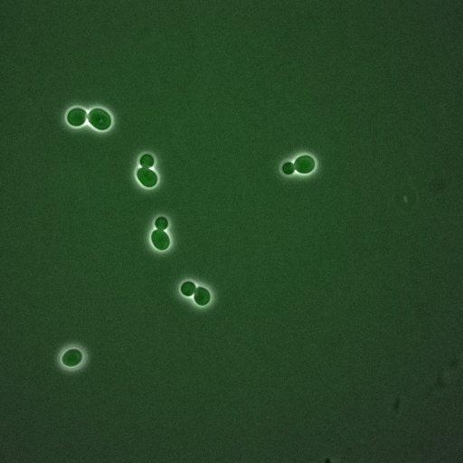  NCBI Organism:Saccharomyces cerevisiae; Cell Components:, spindle pole body, spindle, cellular bud neck; Biological process:G2/M transition of mitotic cell cycle, positive regulation of spindle pole body separation, regulation of cyclin-dependent protein kinase activity;