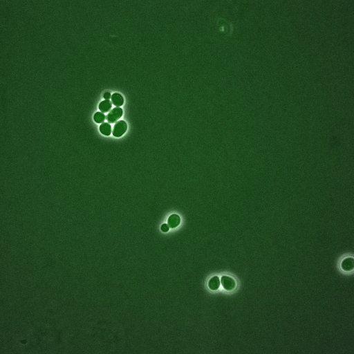  NCBI Organism:Saccharomyces cerevisiae; Cell Components:, spindle pole body, spindle, cellular bud neck; Biological process:G2/M transition of mitotic cell cycle, positive regulation of spindle pole body separation, regulation of cyclin-dependent protein kinase activity;