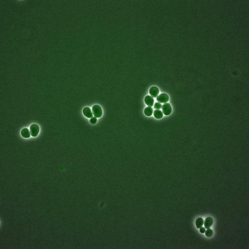  NCBI Organism:Saccharomyces cerevisiae; Cell Components:, spindle pole body, spindle, cellular bud neck; Biological process:G2/M transition of mitotic cell cycle, positive regulation of spindle pole body separation, regulation of cyclin-dependent protein kinase activity;