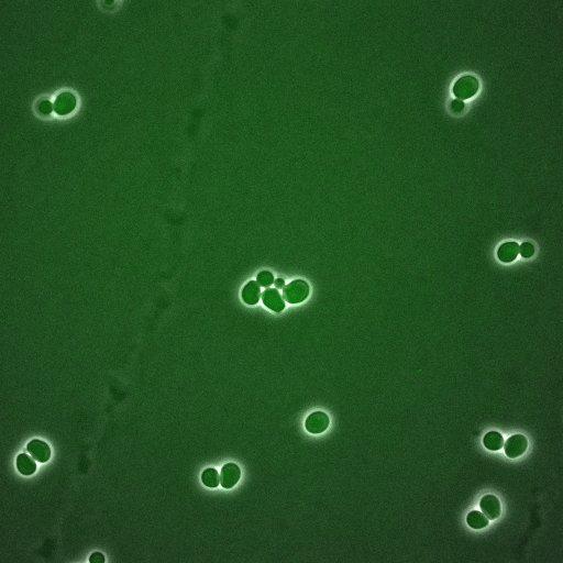  NCBI Organism:Saccharomyces cerevisiae; Cell Components:, spindle pole body, spindle, cellular bud neck; Biological process:G2/M transition of mitotic cell cycle, positive regulation of spindle pole body separation, regulation of cyclin-dependent protein kinase activity;