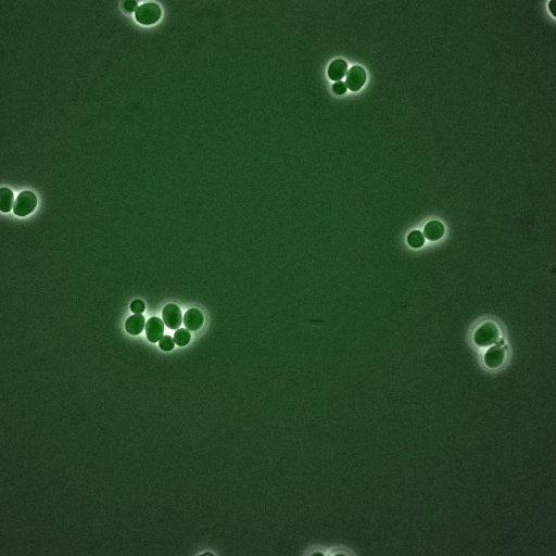  NCBI Organism:Saccharomyces cerevisiae; Cell Components:, spindle pole body, spindle, cellular bud neck; Biological process:G2/M transition of mitotic cell cycle, positive regulation of spindle pole body separation, regulation of cyclin-dependent protein kinase activity;