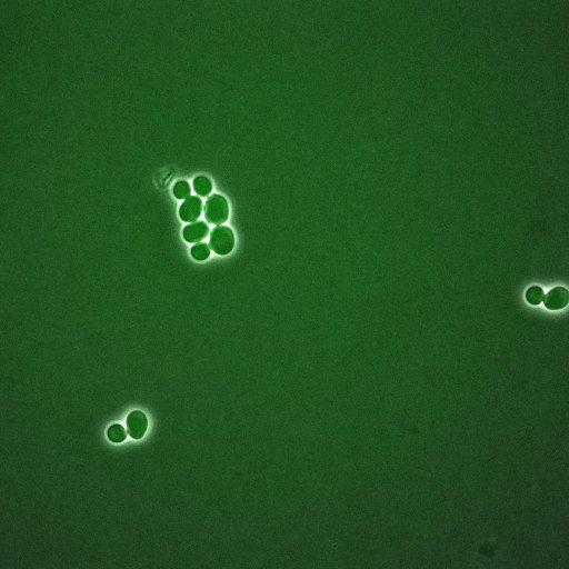  NCBI Organism:Saccharomyces cerevisiae; Cell Components:, spindle pole body, spindle, cellular bud neck; Biological process:G2/M transition of mitotic cell cycle, positive regulation of spindle pole body separation, regulation of cyclin-dependent protein kinase activity;