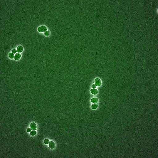  NCBI Organism:Saccharomyces cerevisiae; Cell Components:, spindle pole body, spindle, cellular bud neck; Biological process:G2/M transition of mitotic cell cycle, positive regulation of spindle pole body separation, regulation of cyclin-dependent protein kinase activity;