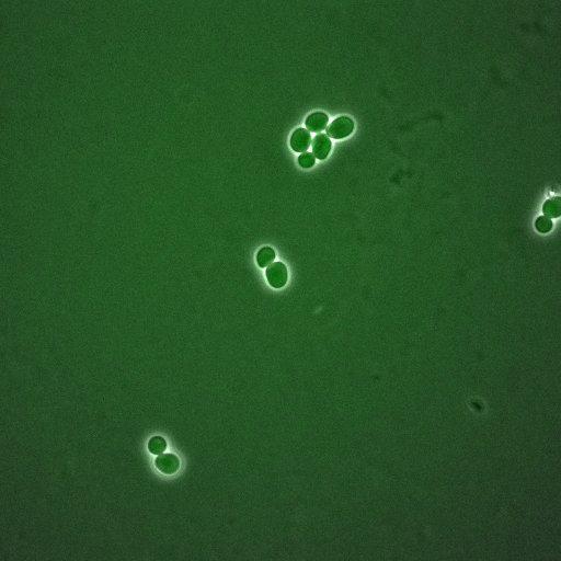  NCBI Organism:Saccharomyces cerevisiae; Cell Components:, spindle pole body, spindle, cellular bud neck; Biological process:G2/M transition of mitotic cell cycle, positive regulation of spindle pole body separation, regulation of cyclin-dependent protein kinase activity;