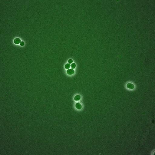  NCBI Organism:Saccharomyces cerevisiae; Cell Components:, spindle pole body, spindle, cellular bud neck; Biological process:G2/M transition of mitotic cell cycle, positive regulation of spindle pole body separation, regulation of cyclin-dependent protein kinase activity;