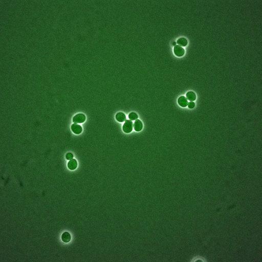  NCBI Organism:Saccharomyces cerevisiae; Cell Components:, spindle pole body, spindle, cellular bud neck; Biological process:G2/M transition of mitotic cell cycle, positive regulation of spindle pole body separation, regulation of cyclin-dependent protein kinase activity;