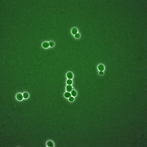  NCBI Organism:Saccharomyces cerevisiae; Cell Components:, spindle pole body, spindle, cellular bud neck; Biological process:G2/M transition of mitotic cell cycle, positive regulation of spindle pole body separation, regulation of cyclin-dependent protein kinase activity;