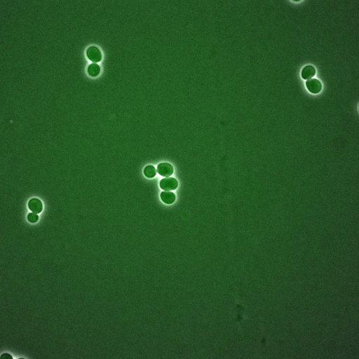  NCBI Organism:Saccharomyces cerevisiae; Cell Components:, spindle pole body, spindle, cellular bud neck; Biological process:G2/M transition of mitotic cell cycle, positive regulation of spindle pole body separation, regulation of cyclin-dependent protein kinase activity;