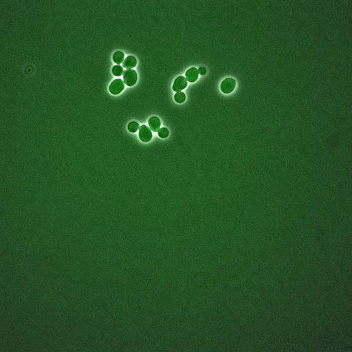  NCBI Organism:Saccharomyces cerevisiae; Cell Components:, spindle pole body, spindle, cellular bud neck; Biological process:G2/M transition of mitotic cell cycle, positive regulation of spindle pole body separation, regulation of cyclin-dependent protein kinase activity;