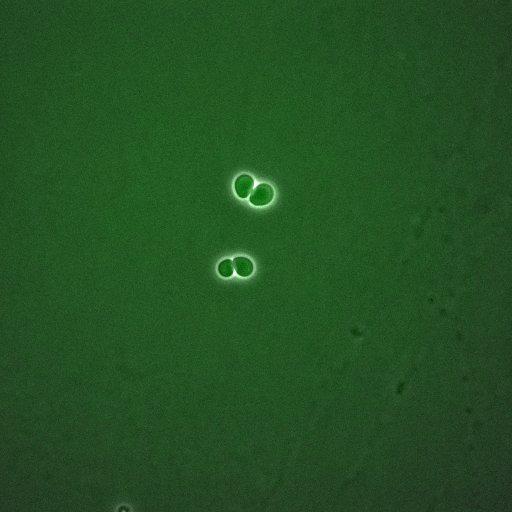  NCBI Organism:Saccharomyces cerevisiae; Cell Components:, spindle pole body, spindle, cellular bud neck; Biological process:G2/M transition of mitotic cell cycle, positive regulation of spindle pole body separation, regulation of cyclin-dependent protein kinase activity;