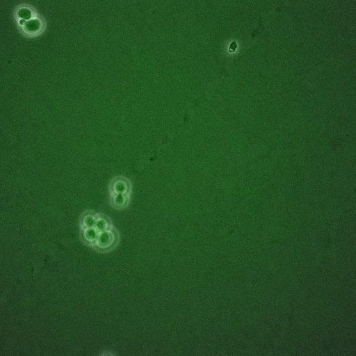  NCBI Organism:Saccharomyces cerevisiae; Cell Components:, spindle pole body, spindle, cellular bud neck; Biological process:G2/M transition of mitotic cell cycle, positive regulation of spindle pole body separation, regulation of cyclin-dependent protein kinase activity;