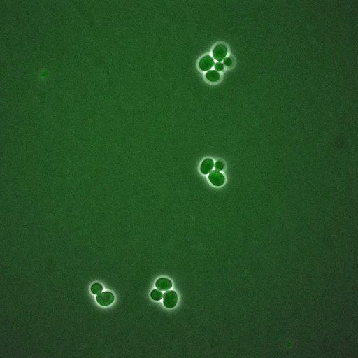  NCBI Organism:Saccharomyces cerevisiae; Cell Components:, spindle pole body, spindle, cellular bud neck; Biological process:G2/M transition of mitotic cell cycle, positive regulation of spindle pole body separation, regulation of cyclin-dependent protein kinase activity;