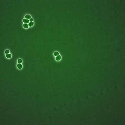  NCBI Organism:Saccharomyces cerevisiae; Cell Components:, spindle pole body, spindle, cellular bud neck; Biological process:G2/M transition of mitotic cell cycle, positive regulation of spindle pole body separation, regulation of cyclin-dependent protein kinase activity;