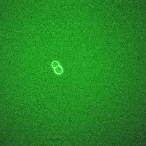  NCBI Organism:Saccharomyces cerevisiae; Biological process:regulation of cell cycle, establishment of protein localization;