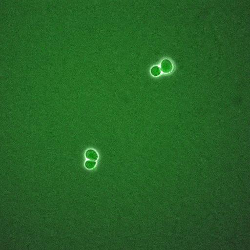  NCBI Organism:Saccharomyces cerevisiae; Biological process:regulation of cell cycle, establishment of protein localization;