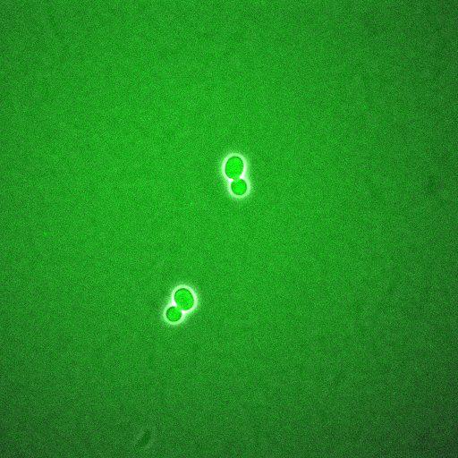  NCBI Organism:Saccharomyces cerevisiae; Biological process:regulation of cell cycle, establishment of protein localization;