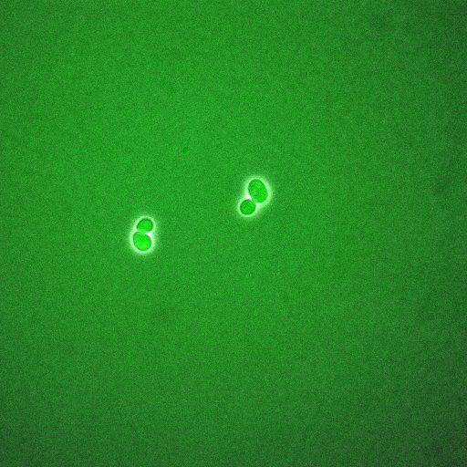  NCBI Organism:Saccharomyces cerevisiae; Biological process:regulation of cell cycle, establishment of protein localization;