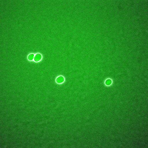  NCBI Organism:Saccharomyces cerevisiae; Biological process:regulation of cell cycle, establishment of protein localization;