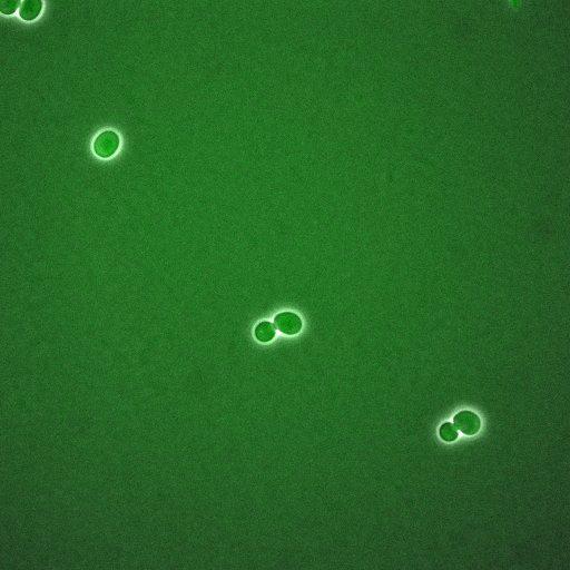  NCBI Organism:Saccharomyces cerevisiae; Biological process:regulation of cell cycle, establishment of protein localization;