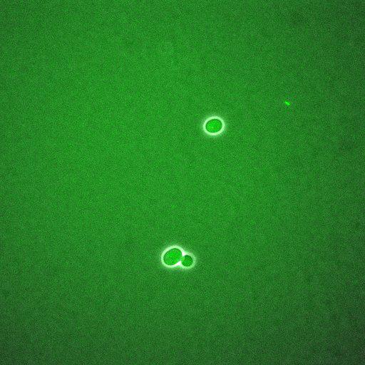  NCBI Organism:Saccharomyces cerevisiae; Biological process:regulation of cell cycle, establishment of protein localization;